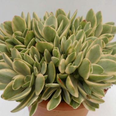 Crassula money maker variegata